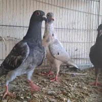 3عدد جوجه نامه ۷پلاکی کهنه