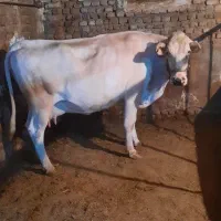 فروش اگاو ابستن