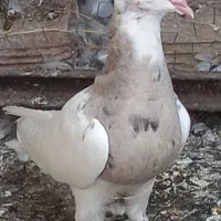 طوقی