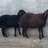 بره بره نر بره ماده کاور گوسفند میش