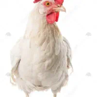 کارگر سابقه دار مرغداری تخم گذار