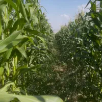 ذرت علوفه ای
