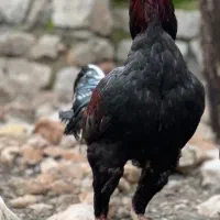 تخم مرغ لاری تازه نطفه دار