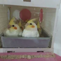 عروس هلندی مولد