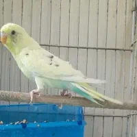 مرغ عشق قفس کبوتر