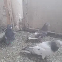 کبوترنامور
