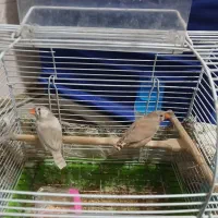 دوعدد فنج باقفس و لوازم