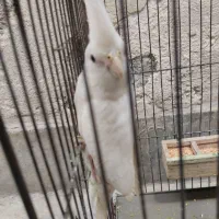 عروس هلندی ماده رامم هست آماده