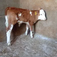 گوساله پای پروار