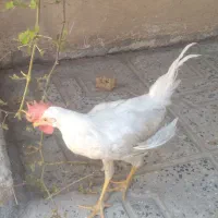 خروس ماشینی