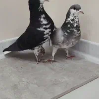 یه جفت شهری گلدار و جوجه هاش