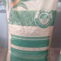 بذر ذرت هیبرید ۷۰۴