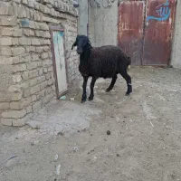 همو|حیوانات مزرعه|سلطانیه, |دیوار