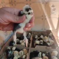 جوجه سلطان