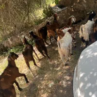 گوسفند فروشی