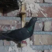 کبوتر