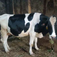 یک عدد گاو دوگه‌