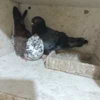 یک جفت کفترپرشی