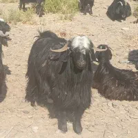 یک صاخت پیش ازکوه بیرک