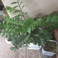 گل و گیاه|گل و گیاه طبیعی|مریوان, |دیوار