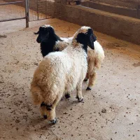 بره ماده