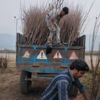نهال اصلاح شده و مقاوم به گرما وسرما