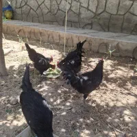 خروس رسمی