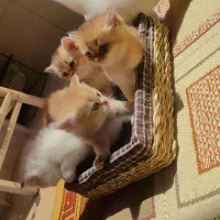 گربه بیریتیش گلد