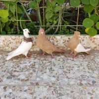 سینه زرد نر، طوقی قهوه ای ، زرد نر