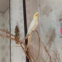 لوتینو زعفرونی بالغ یک ملیون وپانصدهزارتومن