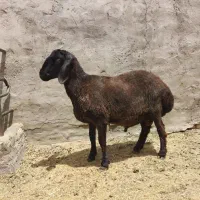 بره قوچ همو زیگوت