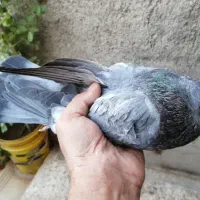 نر بیکاکول نوک ریز