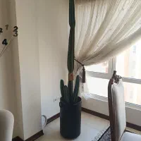 کاکتوس پریانوس