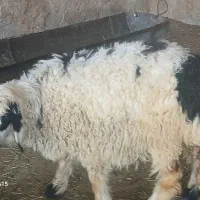 فروش سه راس بره ماده چاق چاق وزن سه تاش۹۸