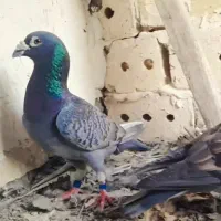 قره طاووسی نر پلاکی
