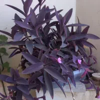 سه عدد گلدان طبیعی زیبا