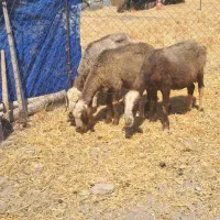 میش
