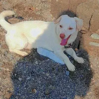 واگذاری سگ شیواوا