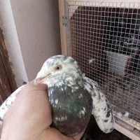 واگذاری نرماده