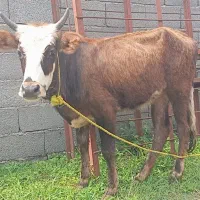 گوساله منده لیشه چالوسی ماستی گاونرماده ورزاکوله