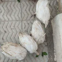 بوقلمون بیوتی6
