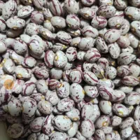 انواع لوبیا