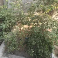 سعادت آباد بالای کاج ۲۰۰ متر سه خوابه تک واحدی
