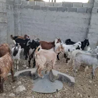 فروش کهره نر چاق