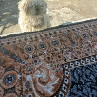 سگ پاکوتا