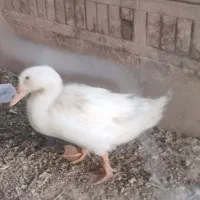 اردک