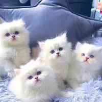 واگذاری گربه