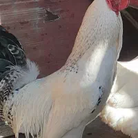 مرغ