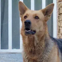 گمشده|حیوانات|شیراز, شهرک صدا و سیما|دیوار