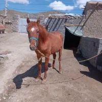 اسب نر قهوه ای